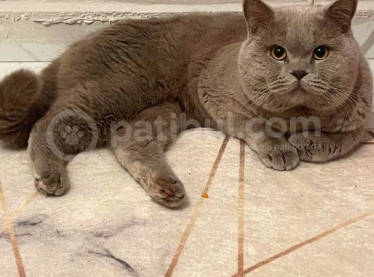 Sahi̇plendi̇ri̇ldi̇  British Shorthair Blue Point Yavru görsel