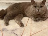 British Shorthair Yavru