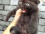Çikolata Scottish Fold Erkek Son Kalan Yavrum