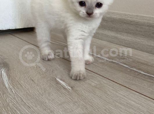 Scotti̇sh Fold Yavru Yeni̇ Evi̇ne Gi̇tmeye Hazirlaniyor görsel
