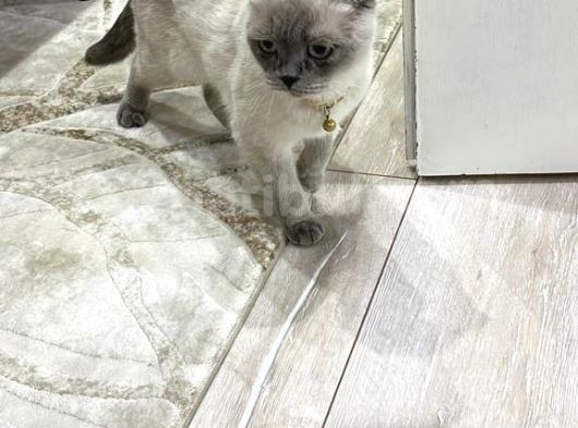 Sahi̇plendi̇ri̇ldi̇  British Shorthair Blue Point Yavru görsel