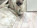 British Shorthair Yavru