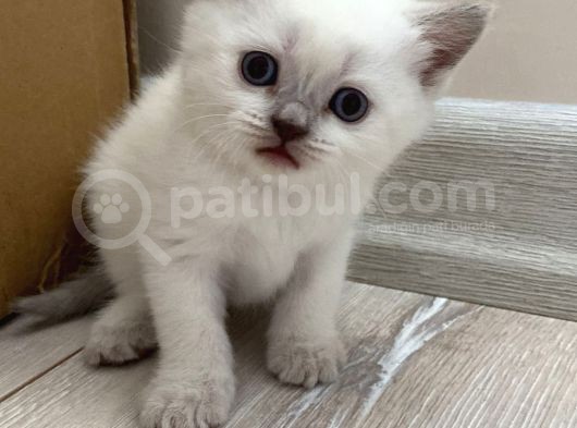 Sahi̇plendi̇ri̇ldi̇  British Shorthair Blue Point Yavru