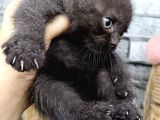 Çikolata Scottish Fold Erkek Son Kalan Yavrum