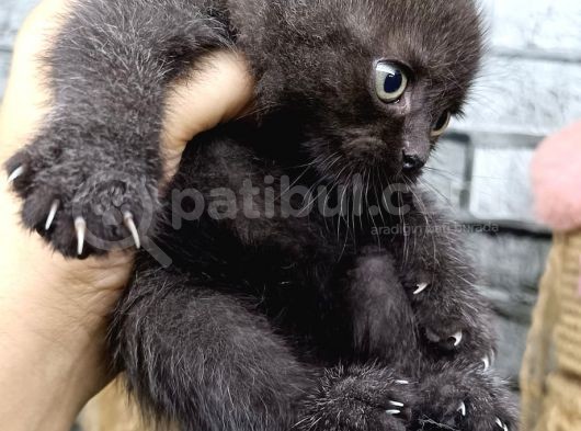 Çikolata Scottish Fold Erkek Son Kalan Yavrum görsel