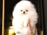 BİRİNCİ SINIF GÜZELLİKTEKİ POMERANİAN BOO BEBEKLER