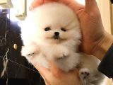 Bi̇ri̇nci̇ Sinif Güzelli̇kteki̇ Pomerani̇an Boo Bebekler