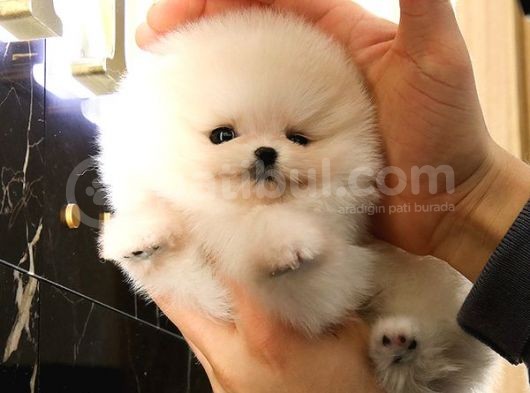 Bi̇ri̇nci̇ Sinif Güzelli̇kteki̇ Pomerani̇an Boo Bebekler görsel