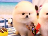 SHOW KALİTE GÜLEN SURAT POMERANİAN BOO BEBEKLER