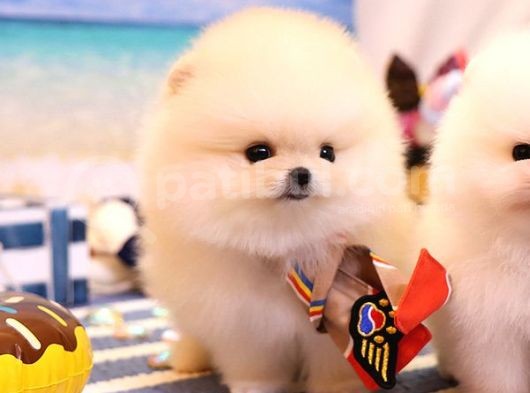 Show Kali̇te Gülen Surat Pomerani̇an Boo Bebekler