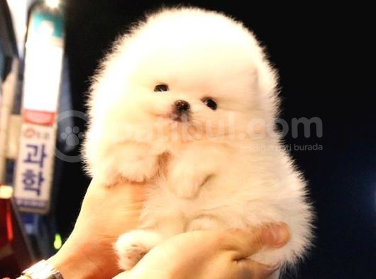 Teady Bear Pomerani̇an Boo Bebekleri̇mi̇z görsel