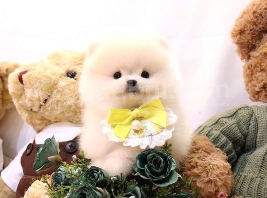 Show Kali̇te Gülen Surat Pomerani̇an Boo Bebekler görsel
