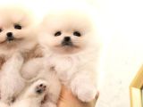 Bi̇ri̇nci̇ Sinif Güzelli̇kteki̇ Pomerani̇an Boo Bebekler