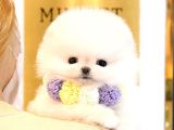 Teady Bear Pomerani̇an Boo Bebekleri̇mi̇z