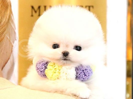 Teady Bear Pomerani̇an Boo Bebekleri̇mi̇z görsel