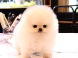 Bi̇ri̇nci̇ Sinif Güzelli̇kteki̇ Pomerani̇an Boo Bebekler