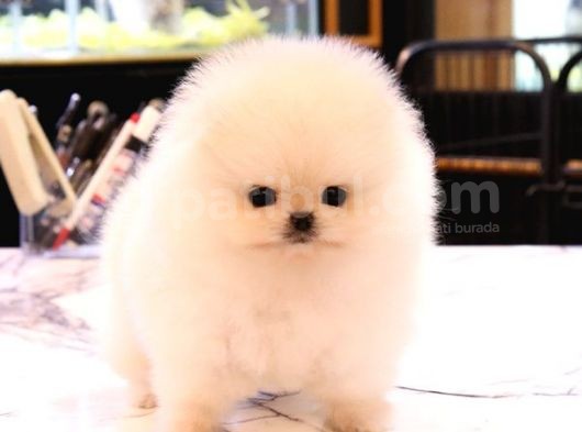 Bi̇ri̇nci̇ Sinif Güzelli̇kteki̇ Pomerani̇an Boo Bebekler görsel