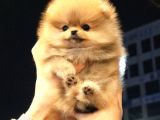 Kore Kani Pomerani̇an Boo Bebekler