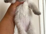 Sahi̇plendi̇ri̇ldi̇  British Shorthair Blue Point Yavru