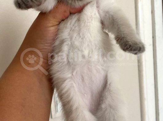 Sahi̇plendi̇ri̇ldi̇  British Shorthair Blue Point Yavru görsel