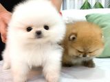 Ayi Suratli Pomerani̇an Boo Bebekler