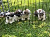 EFSANE GÜZELLİKTE SHIH TZU YAVRULARIMIZ VONALP PET GARANTİSİYLE