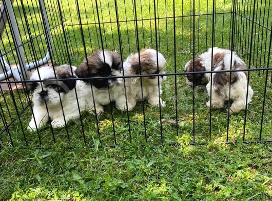 Efsane Güzelli̇kte Shih Tzu Yavrularimiz Vonalp Pet Garanti̇si̇yle