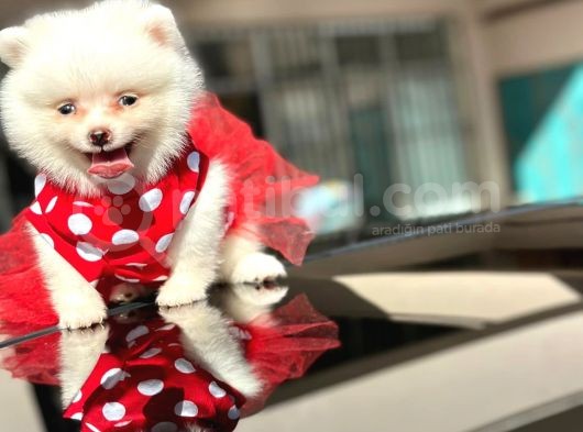 Mini Dişi Prenses Pomerian Yavrumuz görsel