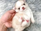 ANTİALERJİK CHIHUAHUA BEBEKLER