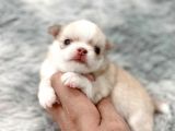Anti̇alerji̇k Chihuahua Bebekler