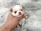 Anti̇alerji̇k Chihuahua Bebekler