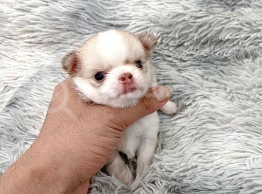 Anti̇alerji̇k Chihuahua Bebekler görsel