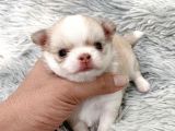 Anti̇alerji̇k Chihuahua Bebekler
