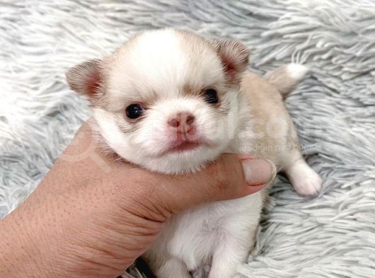 Anti̇alerji̇k Chihuahua Bebekler görsel
