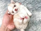 Anti̇alerji̇k Chihuahua Bebekler