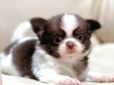 Show Kalite Chihuahua Bebekler