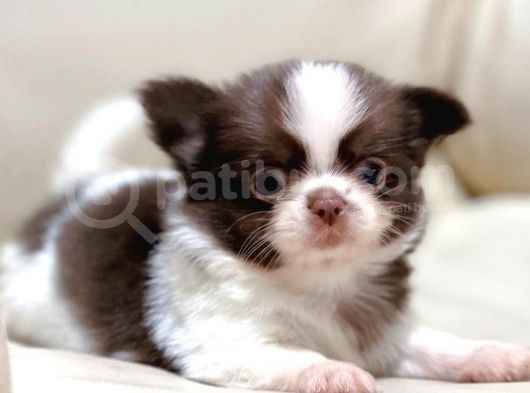 Show Kalite Chihuahua Bebekler görsel