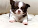 Show Kalite Chihuahua Bebekler