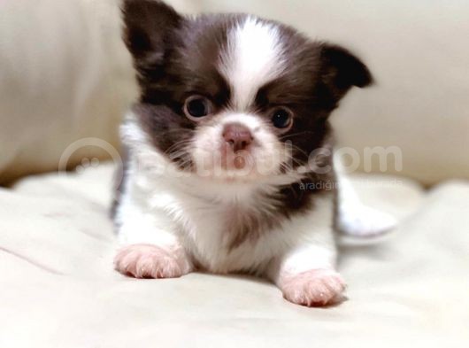 Show Kalite Chihuahua Bebekler görsel