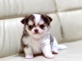 SHOW KALITE CHIHUAHUA BEBEKLER