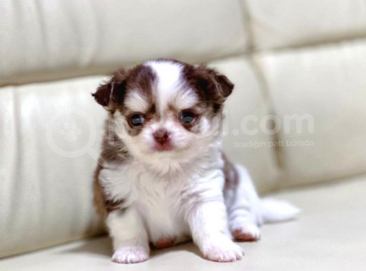 Show Kalite Chihuahua Bebekler