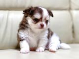 Show Kalite Chihuahua Bebekler