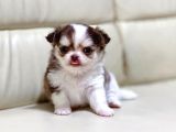 Show Kalite Chihuahua Bebekler