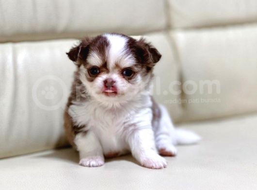 Show Kalite Chihuahua Bebekler görsel