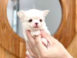 Mükemmel Kalitedeki Chihuahua Bebekler