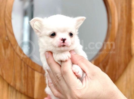 Mükemmel Kalitedeki Chihuahua Bebekler görsel