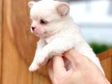 Mükemmel Kalitedeki Chihuahua Bebekler