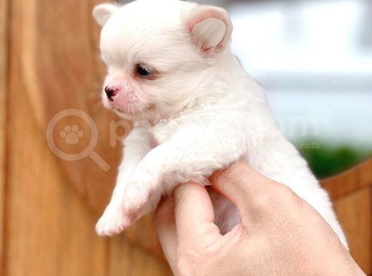 Mükemmel Kalitedeki Chihuahua Bebekler görsel