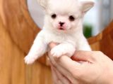 Mükemmel Kalitedeki Chihuahua Bebekler