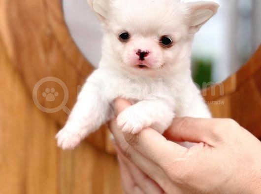 Mükemmel Kalitedeki Chihuahua Bebekler görsel